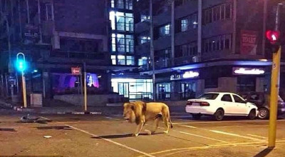 هل أطلقت روسيا أسود لإبقاء الناس في منازلهم ؟