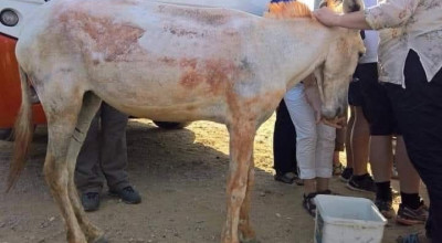 لا صحة للصورة المتداولة التي تزعم القبض على جزار يبيع لحم الحمير في اليمن