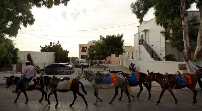 حقيقية الشركة السورية لنقل المواطنين على ظهر الدواب