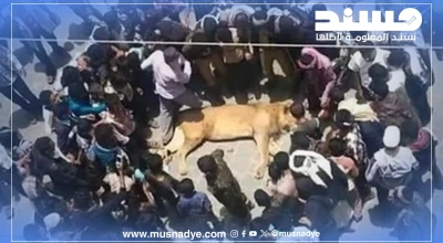 الصورة المتداولة للأسد ليست في صنعاء، بل تعود إلى عام 2015 في محافظة إب