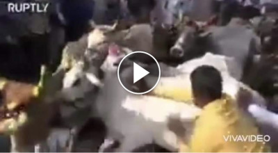 ما حقيقة فيديو دهس الأبقار للمسلمين في الهند؟