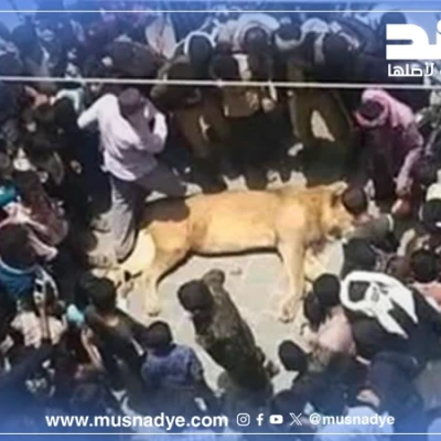 الصورة المتداولة للأسد ليست في صنعاء، بل تعود إلى عام 2015 في محافظة إب