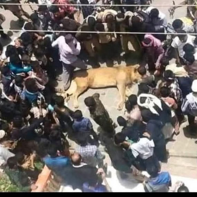 لا صحة للصورة المتداولة لأسد مغمى عليه في أحد شوارع اليمن