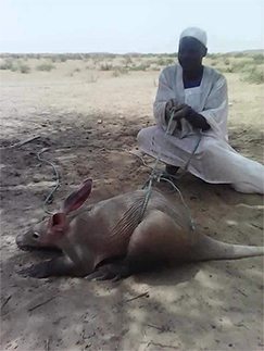 حقيقة ظهور فئران بحجم كبير في السودان.