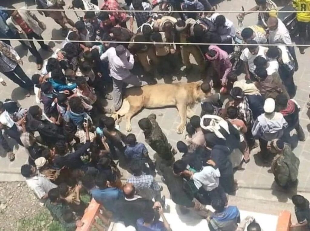 صورة الأسد الملقى على الأرض من إب وليست من تعز