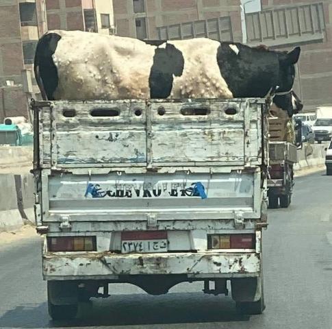 حقيقة صورة البقرة المصابة بالدرن