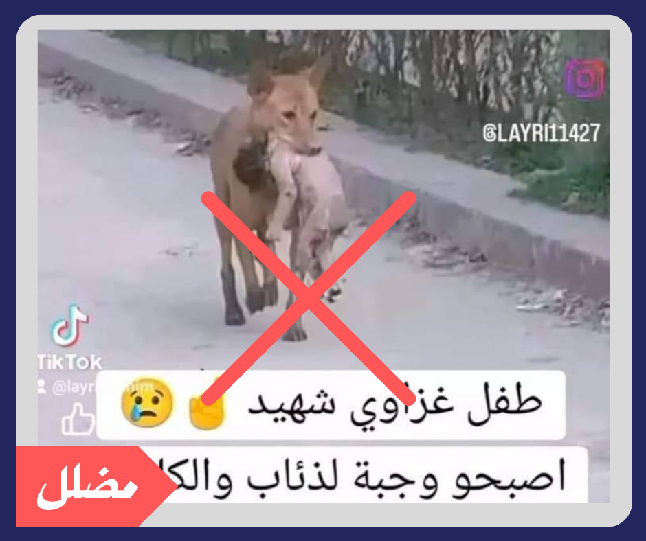 هل هذا المشهد لرضيع في فم كلب في غزة؟
