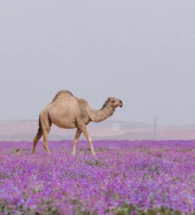 الصور قبل ما يقارب الخمس سنوات وليست حديثة