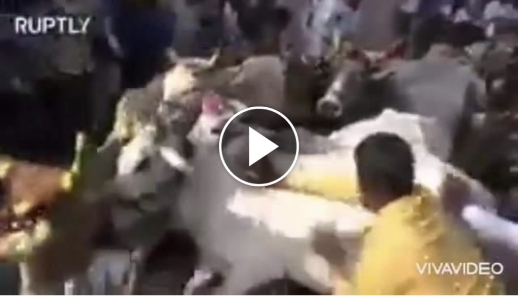 ما حقيقة فيديو دهس الأبقار للمسلمين في الهند؟